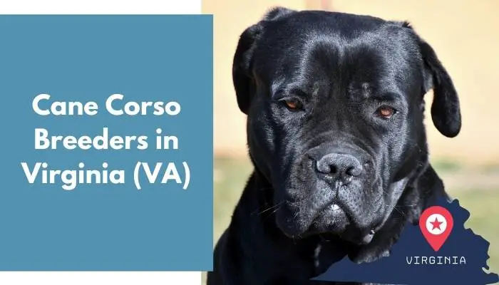 15 Cane Corso Breeders in Virginia (VA) Cane Corso