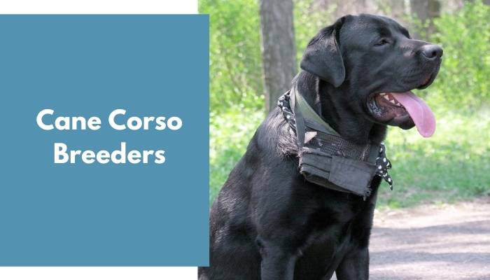 Cane Corso Breeders