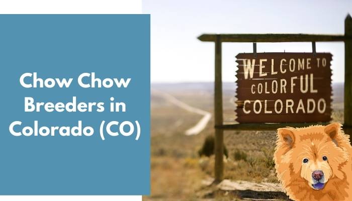 Chow Chow Breeders in Colorado (CO)