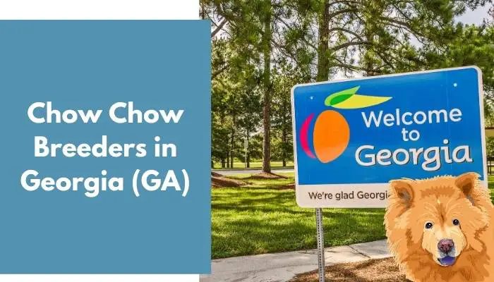 Chow Chow Breeders in Georgia (GA)