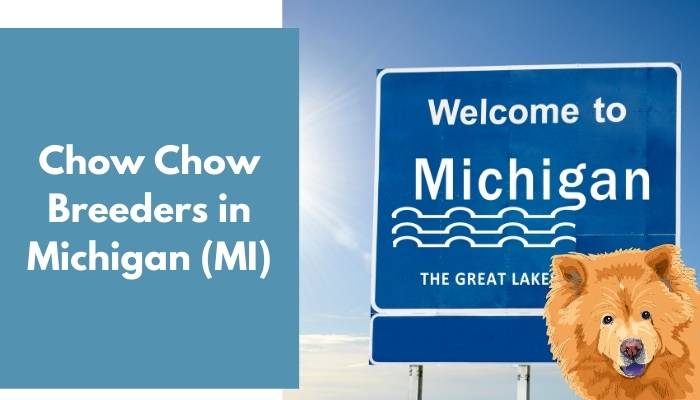 Chow Chow Breeders in Michigan (MI)