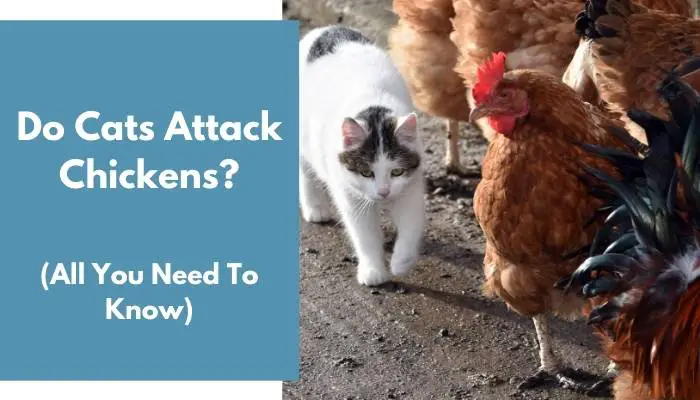 Do Cats Attack Chickens