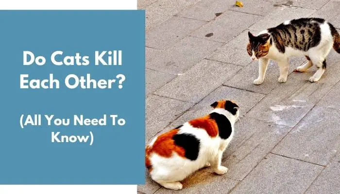 Do Cats Kill Each Other