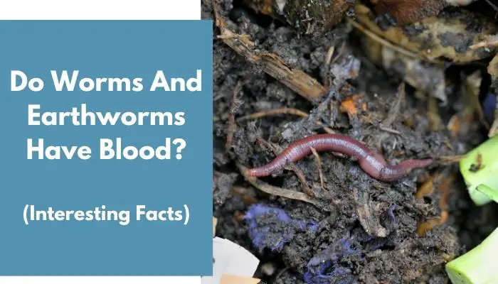 Do Worms And Earthworms Have Blood