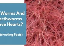 Do Worms And Earthworms Have Hearts? (Interesting Facts)