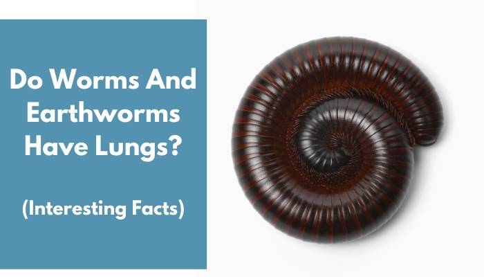 Do Worms And Earthworms Have Lungs