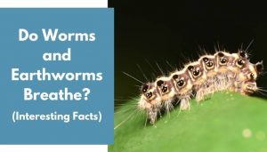 Do Worms and Earthworms Breathe? (Important Facts) - AnimalFate