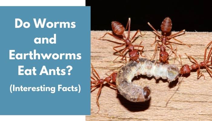 Do Worms and Earthworms Eat Ants