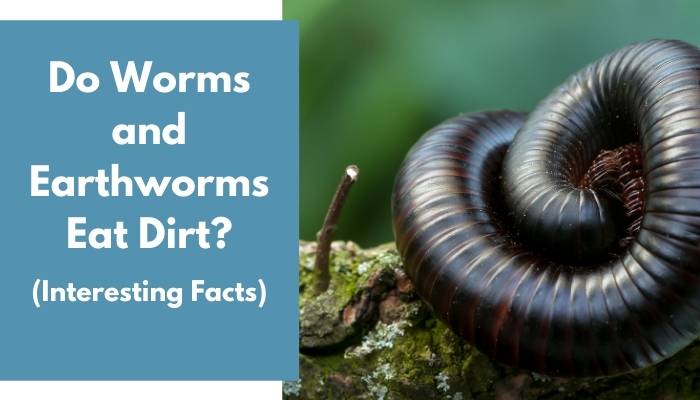 Do Worms and Earthworms Eat Dirt