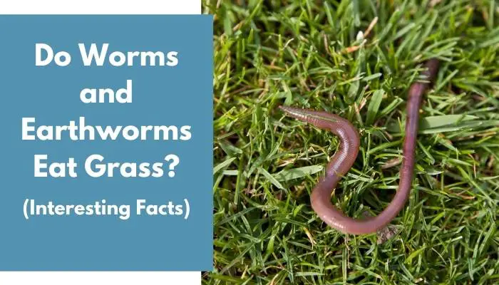 Do Worms and Earthworms Eat Grass