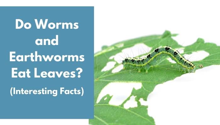 Do Worms and Earthworms Eat Leaves