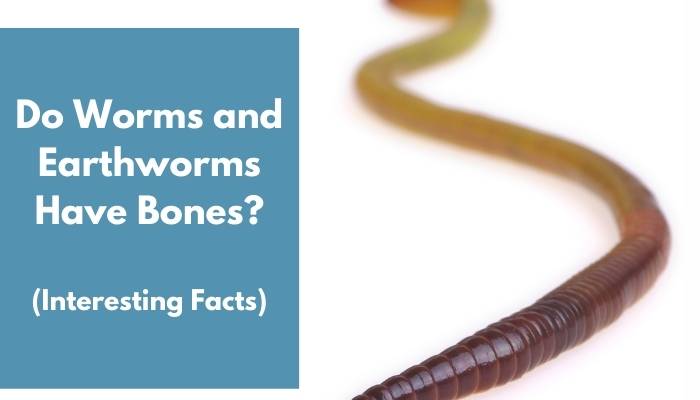 Do Worms and Earthworms Have Bones