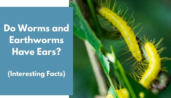 Do Worms and Earthworms Have Ears