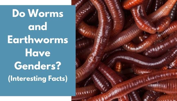 Do Worms and Earthworms Have Genders