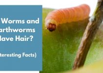 Do Worms and Earthworms Have Hair? (Interesting Facts)