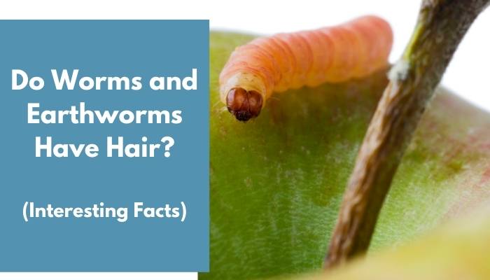 Do Worms and Earthworms Have Hair