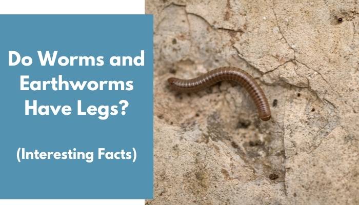 Do Worms and Earthworms Have Legs