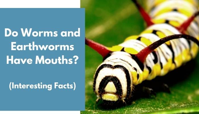 Do Worms and Earthworms Have Mouths