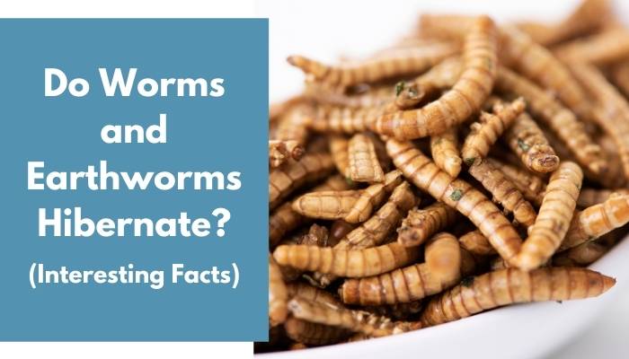 Do Worms and Earthworms Hibernate