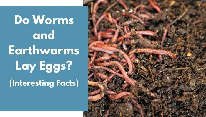 Do Worms and Earthworms Lay Eggs