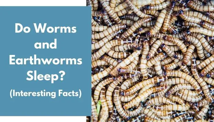 Do Worms and Earthworms Sleep