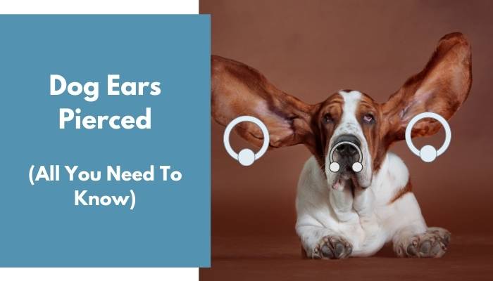 Dog Ears Pierced - Is It Safe, Humane, and Legal? - AnimalFate