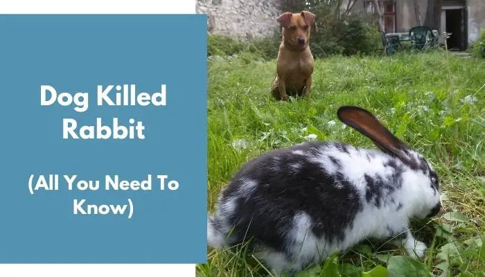 Dog Killed Rabbit