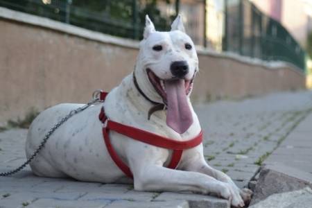 Dogo Argentino Lion