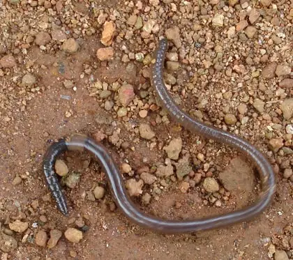 Earth-worker Worm