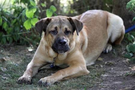 Fila Brasileiro