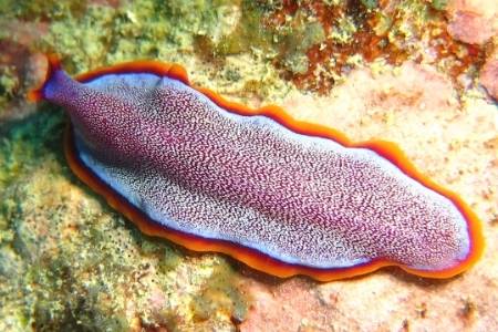 Flatworms