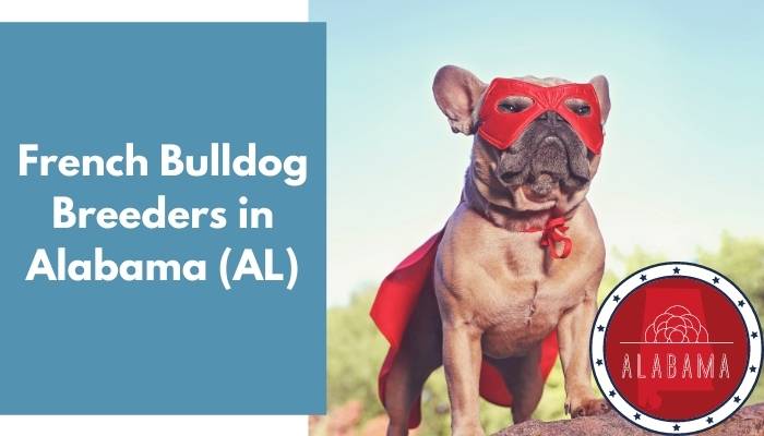 French Bulldog Breeders in Alabama AL