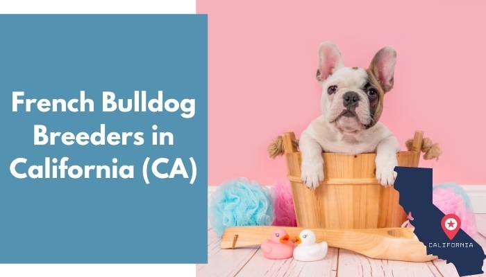 French Bulldog Breeders in California CA