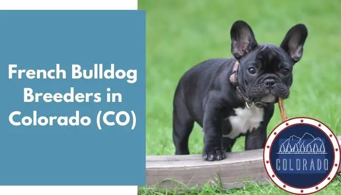 French Bulldog Breeders in Colorado CO