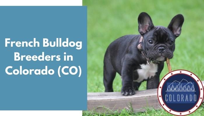 French Bulldog Breeders in Colorado CO