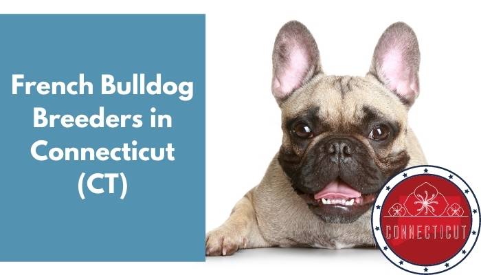 French Bulldog Breeders in Connecticut CT