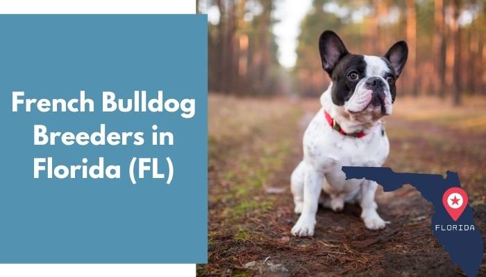 French Bulldog Breeders in Florida FL