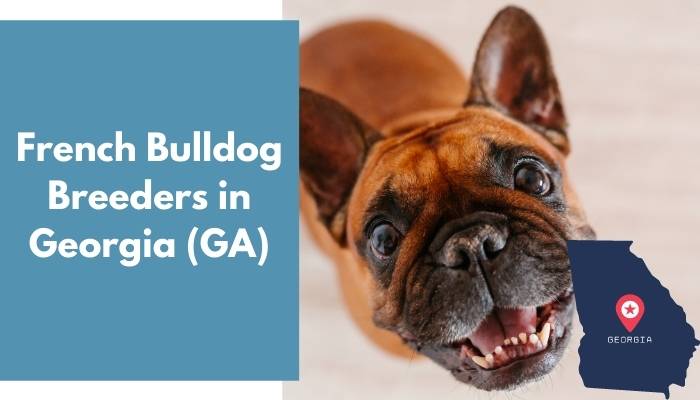 French Bulldog Breeders in Georgia GA