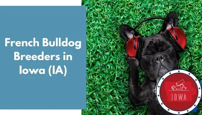 French Bulldog Breeders in Iowa IA