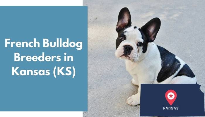 French Bulldog Breeders in Kansas KS