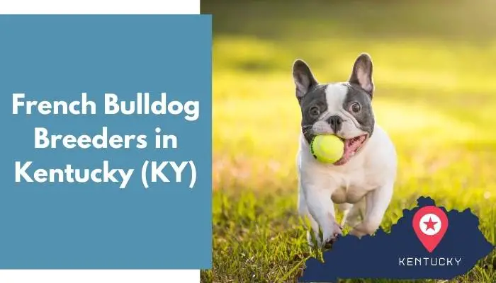 French Bulldog Breeders in Kentucky KY