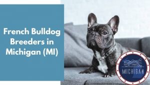 20 French Bulldog Breeders in Michigan (MI) | French Bulldog Puppies for Sale - AnimalFate 20 French Bulldog Breeders in Michigan (MI) | French Bulldog Puppies for Sale - AnimalFate