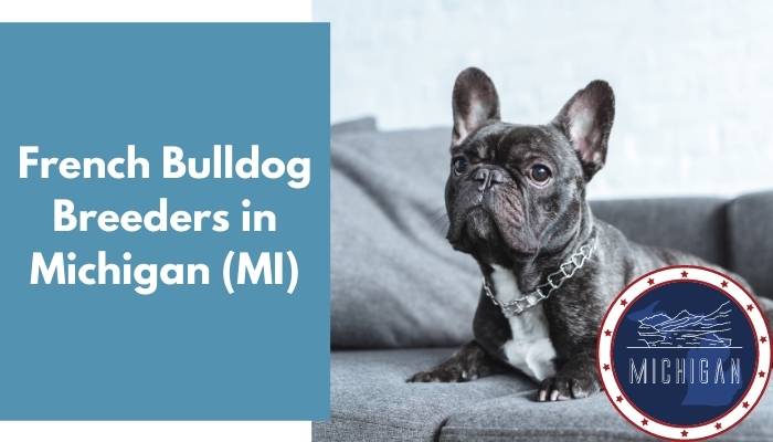 French Bulldog Breeders in Michigan MI