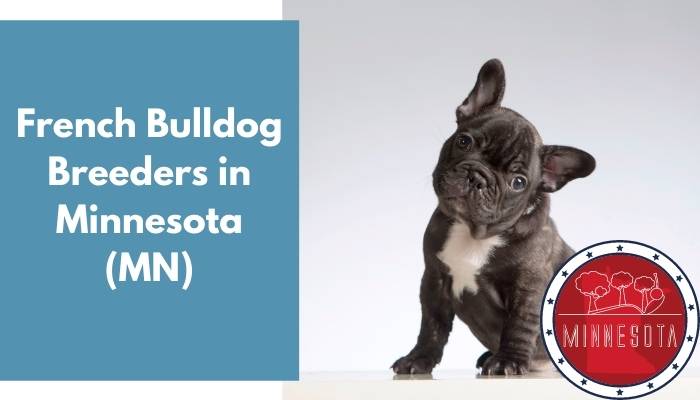 French Bulldog Breeders in Minnesota MN
