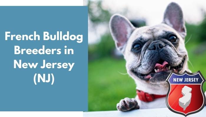 French Bulldog Breeders in New Jersey NJ