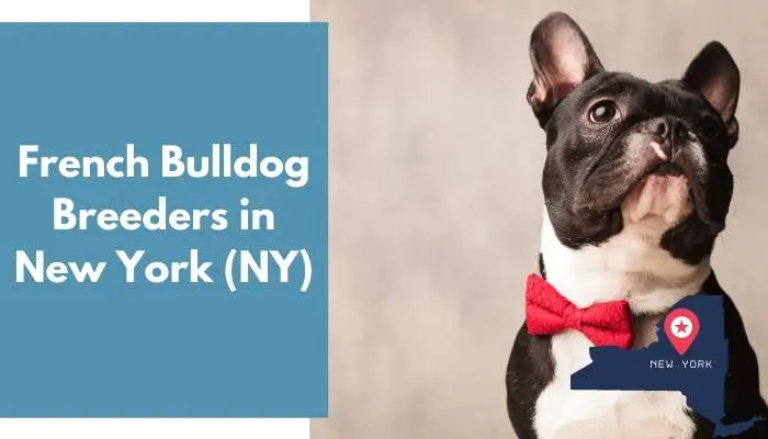 French Bulldog Breeders in New York NY