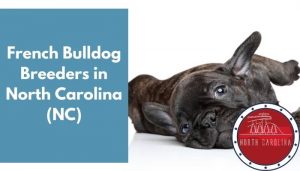 28 French Bulldog Breeders in North Carolina (NC) | French Bulldog Puppies for Sale - AnimalFate