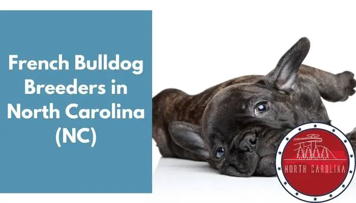 French Bulldog Breeders in North Carolina NC