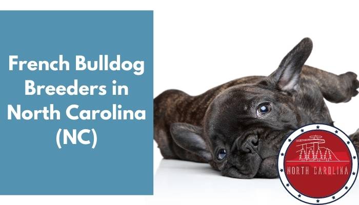 French Bulldog Breeders in North Carolina NC