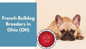 20 French Bulldog Breeders in Ohio (OH) | French Bulldog Puppies for Sale - AnimalFate
